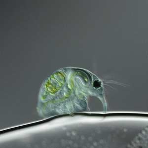 Freshwater Flea