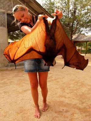  Your Neighbourhood Friendly Flying Fox