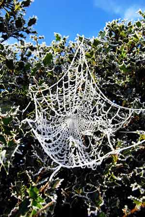 Holly and Web with Frost