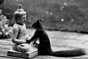 Buddhist Squirrel