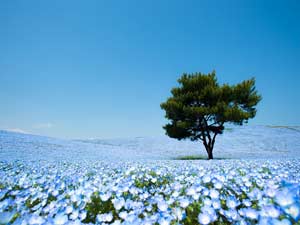 Hitachi Seaside Park, Japan