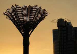 Nikau Palm