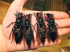 Giant Killer Hornets