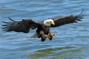 Bald Eagle