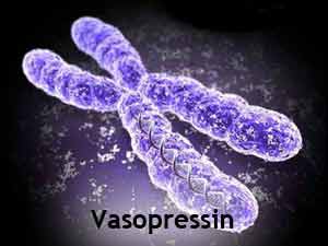 Arginine Vasopressin