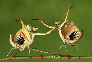 Praying Mantises