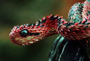 African Dragon Snake