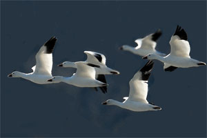 Snow Geese