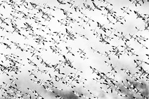 Still More Snow Geese