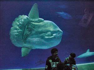 Tank at the Monterey Bay Aquarium