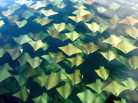 Golden Cownose Rays