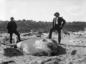 Huge Sunfish Thrown on NZ Beach