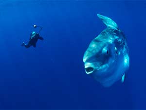 Diving Buddies