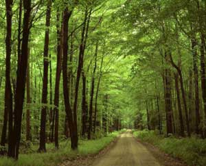 Allegheny National Forest, Pennsylvania USA