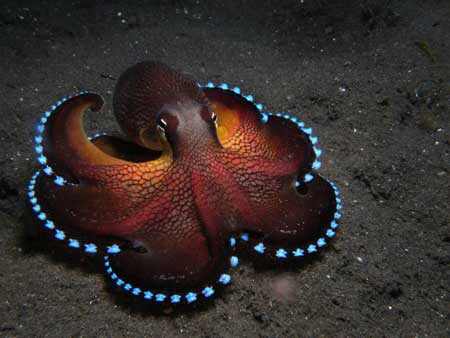 Coconut Octopus