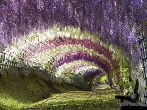 Kawachi Fuji Garden