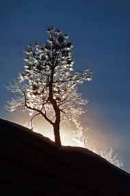 Backlit Zion Tree