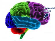 Prefrontal Cortex Takes More than 40 Years to Mature