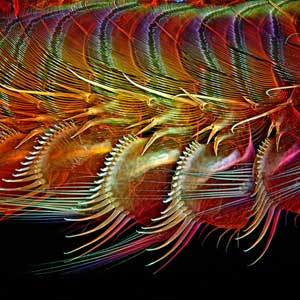 Brine Shrimp Appendages