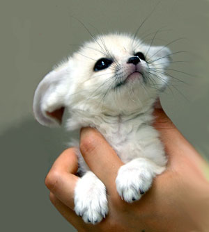  Fennec Cub