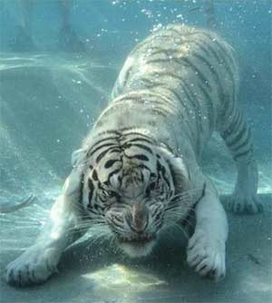 Underwater Tiger