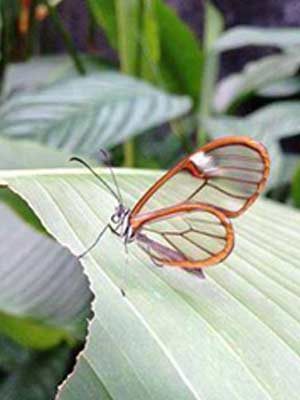 Glasswing Butterfly