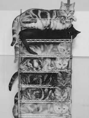 Cat Stack