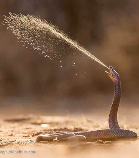 Mozambique Spitting Cobra