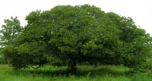 A Single Cashew Tree
