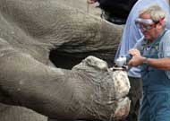 Elephant Pedicure