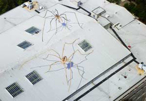 Giant Harvestmen Spotted in Seattle