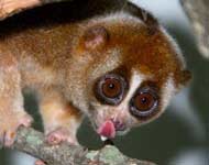 This Loris Is Slow