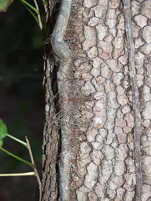 Poison Ivy Aerial Roots