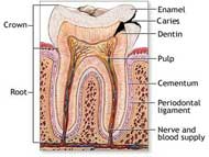 Tooth Anatomy