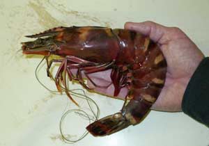 Texas Tiger Prawn