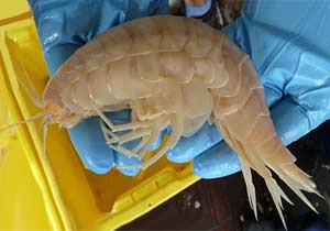 New Zealand Amphipod