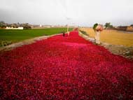 Rose Petal Road