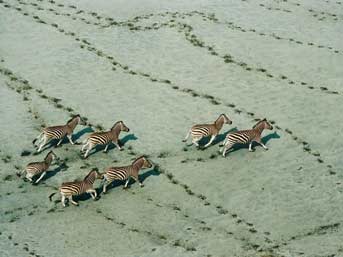 Zebras in Botswana