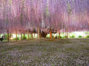 Wisteria