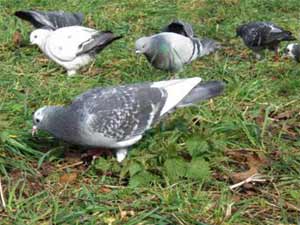 Parisian Pigeons