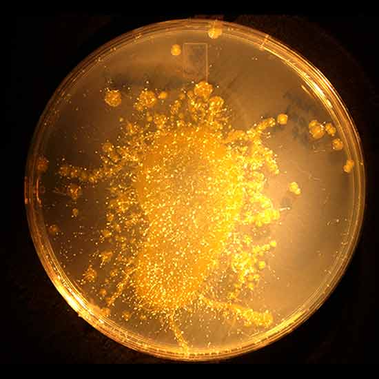 Dictyostellum discoideum_ Farming Their _Pseudomonas fluorescens