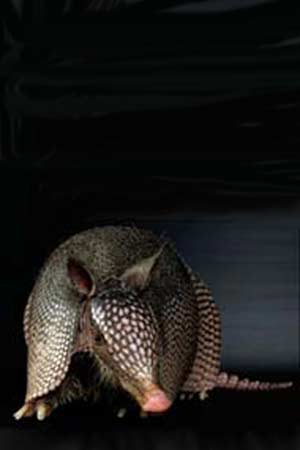 Armadillo