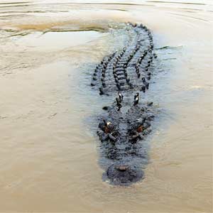 Saltwater Crocodile