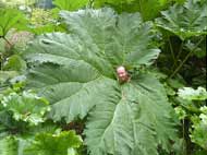 Gunnera Manicata