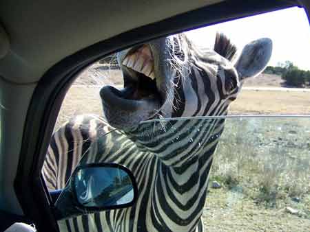 Out of the Car with Your Hands Up!