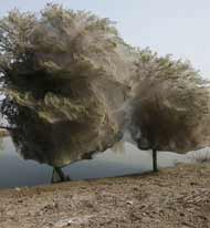 Pakistani Floods Drive Spiders into Trees