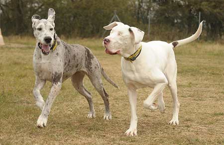 Mutual Admiration Society