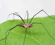 Harvestman