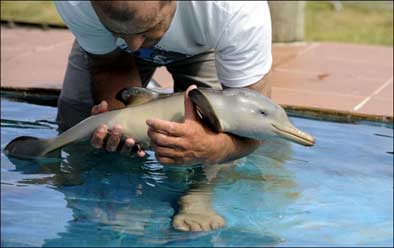 Learning to Swim