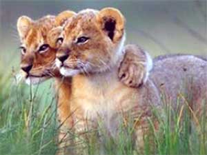 Siblings on the African Savannah